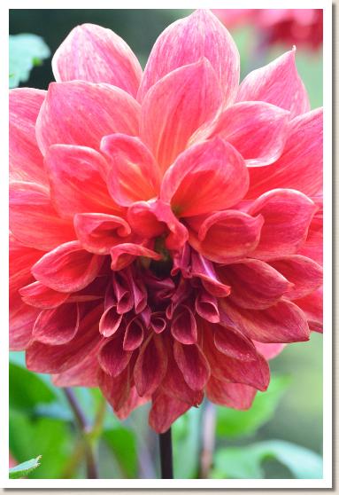 ダリア ペンヒル A.H. マリッツ（Penhill A.H.Maritz）