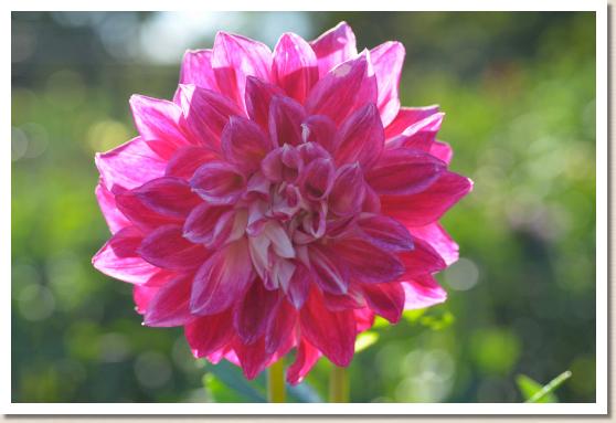 ダリア　ペパーミント｜花の手帖のダリア図鑑