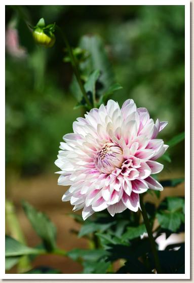 ダリア　パフォーマンス（Performance）