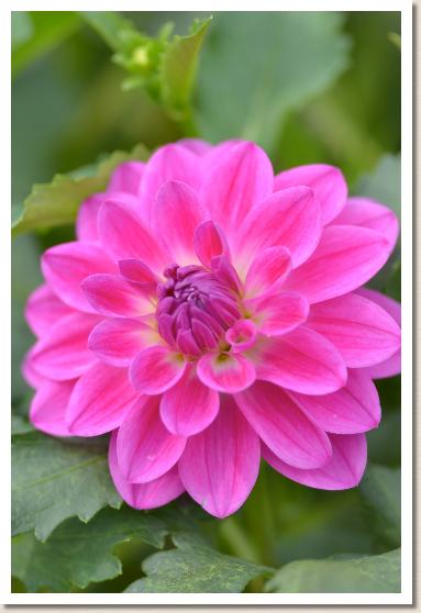 ダリア プチドール