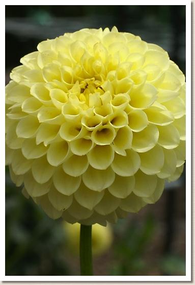 ダリア パイナップル ロリポップ