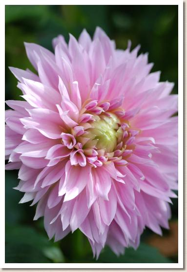 ダリア　ピンキードール（Pinky Doll）