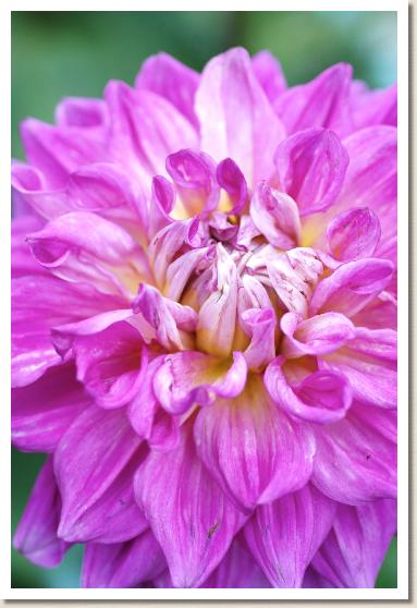 ダリア ポケット