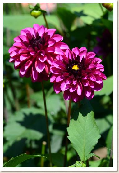 ダリア　｜花の手帖のダリア図鑑