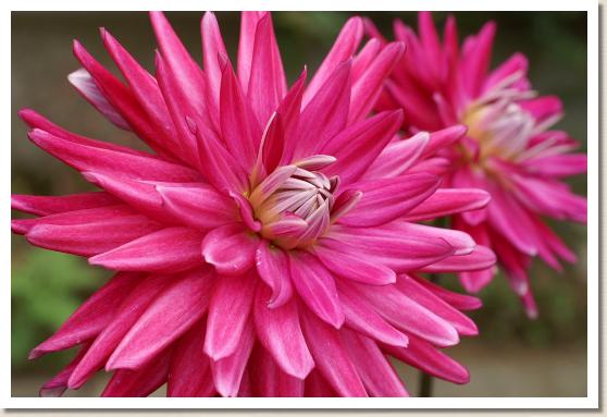 ダリア プリティ ガール（Pretty Girl）