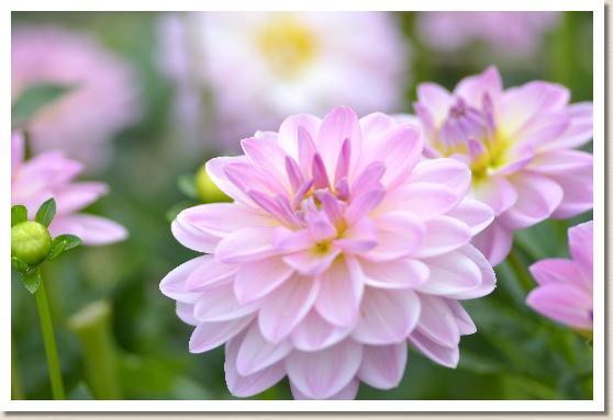 ダリア　プリティレディ