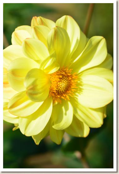 ダリア　プリティーユカ（プリティー由果）