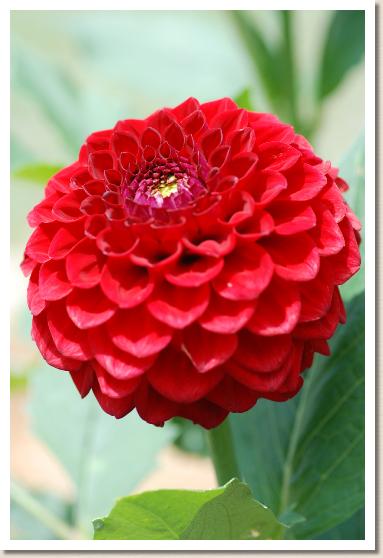 ダリア　ラビットアイ