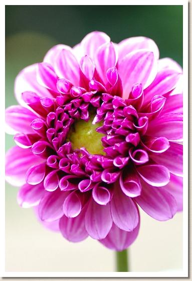 ダリア　レイン ライラック