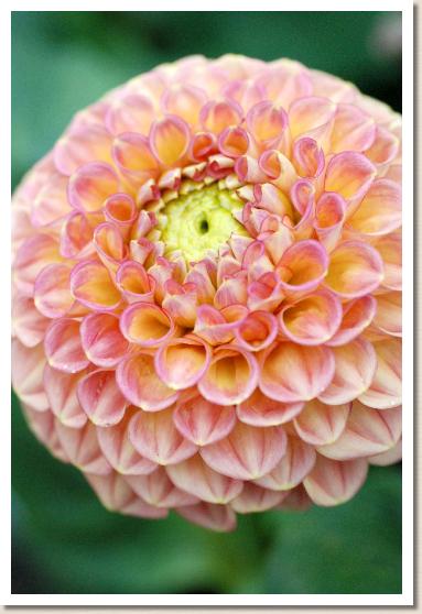 ダリア　ラクジツ（落日）