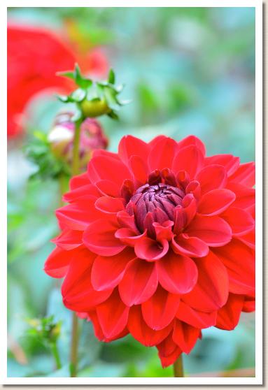 ダリア　レッドミンガス｜花の手帖のダリア図鑑