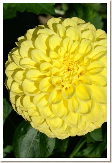 ダリア　リフレッシュ（Refresh)