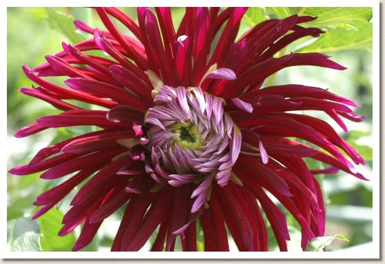 ダリア レイキョク（麗曲）