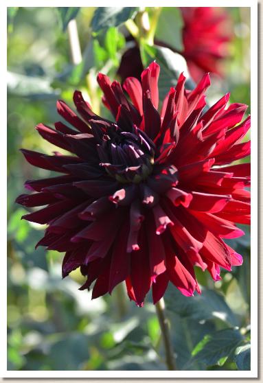 ダリア　リップルス（Ripples）｜花の手帖のダリア図鑑