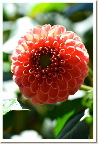 ダリア　ルンルン