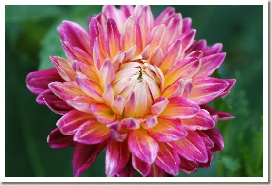 ダリア　シュクエン