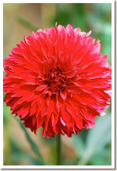 ダリア　タンバリン（Tambourine）