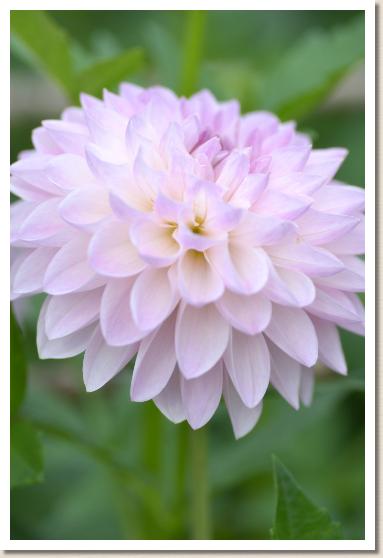 ダリア　たんれい