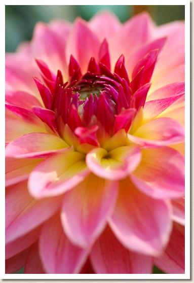 ダリア ティータイム