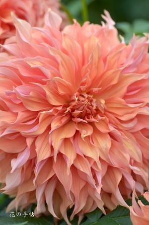 ダリア　テンガイ（天涯）｜花の手帖のダリア図鑑