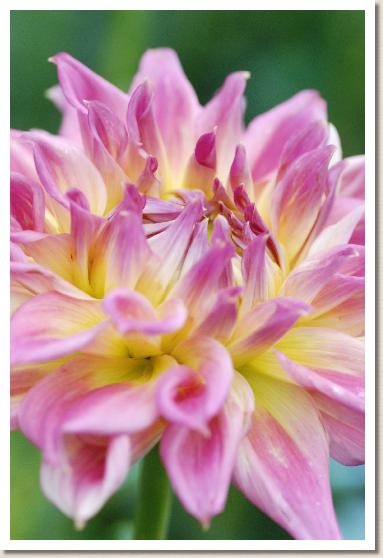 ダリア　トオノ（遠野）