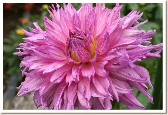 ダリア　トワダ（十和田）