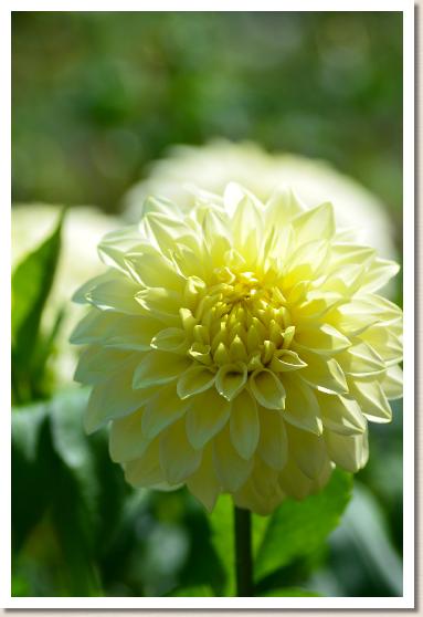 ダリア　トレングローブ ミレニアム（Trengrove Millenium）