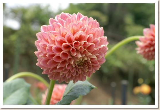 ダリア　トリプルリー