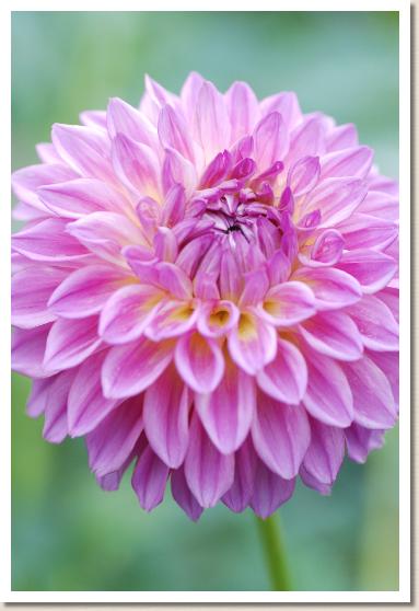 ダリア　トゥルーラブ