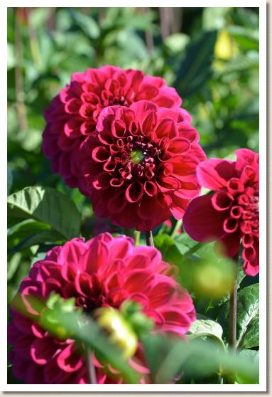 ダリア　ツバキヒメ（椿姫）｜花の手帖のダリア図鑑