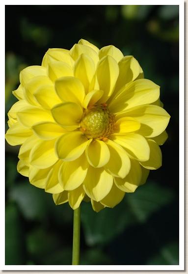 ダリア ツキミソウ