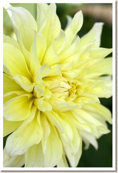 ダリア ツキノウタゲ