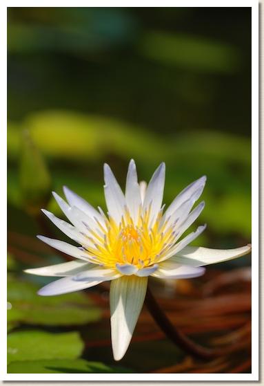 スイレン ドーベン