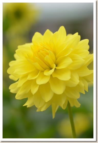 ダリア ウグイスノコイ（うぐいすの恋）