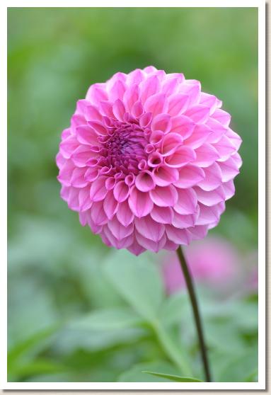 ダリア　ユニボール