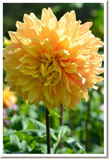 ダリア　ワガセイキ（我が世紀）