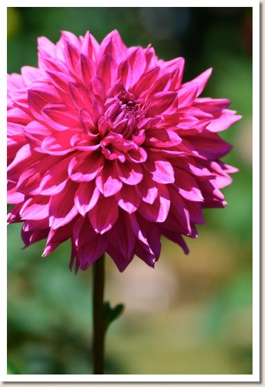 ダリア　ワッサンピンク（Wassan Pink）