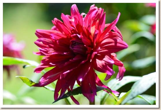 ダリア　ワッサンレッド（Wassan Red）｜花の手帖のダリア図鑑