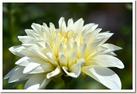 ダリア　ホワイトレイ｜花の手帖のダリア図鑑