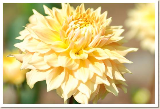 ダリア　ヤマビラキ