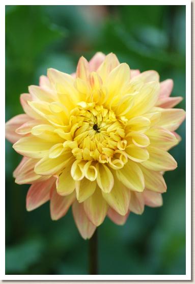 ダリア　ヤマブキノウタ（山吹の詩）