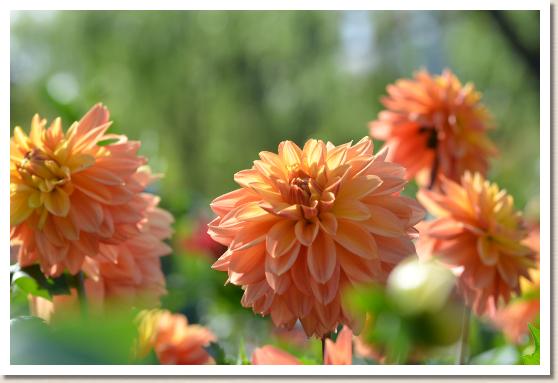 ダリア　ヤマブキノウタ（山吹の詩）