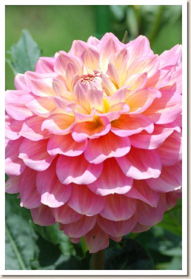 ダリア　ヤオトメ（八乙女）