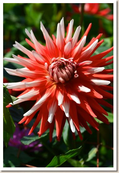 ダリア　やらずの雨｜花の手帖のダリア図鑑