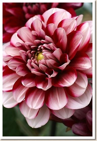 ダリア　ヨロコビ