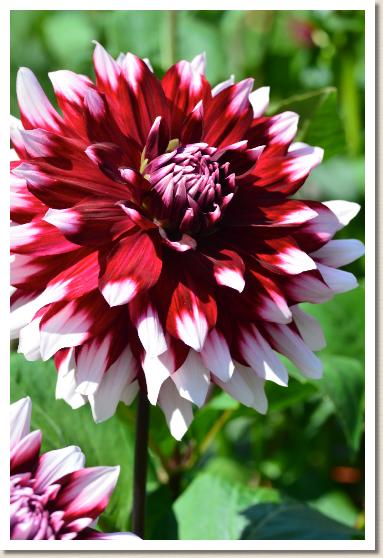 ダリア　ヨルノシラナミ｜花の手帖のダリア図鑑