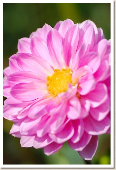 ダリア　ヨウセイ