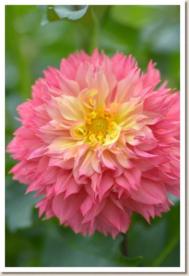 ダリア　ヨザクラ