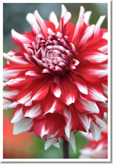 ダリア　ユイノウ（結納）