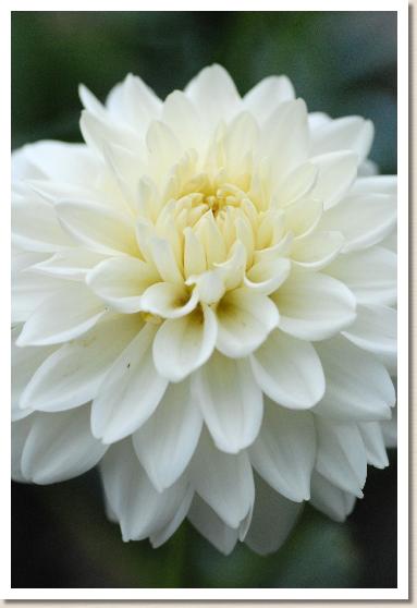 ダリア　ユキハシリ（雪走り）